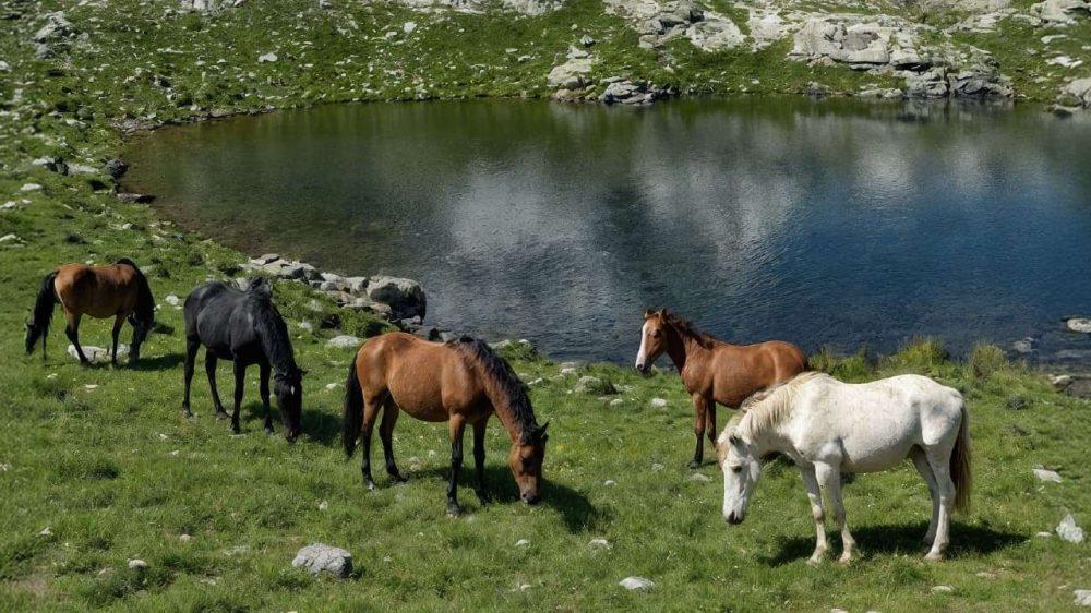Cavalli al pascolo accanto a un lago alpino